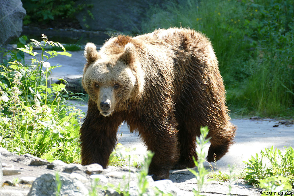 Europäischer Braunbär