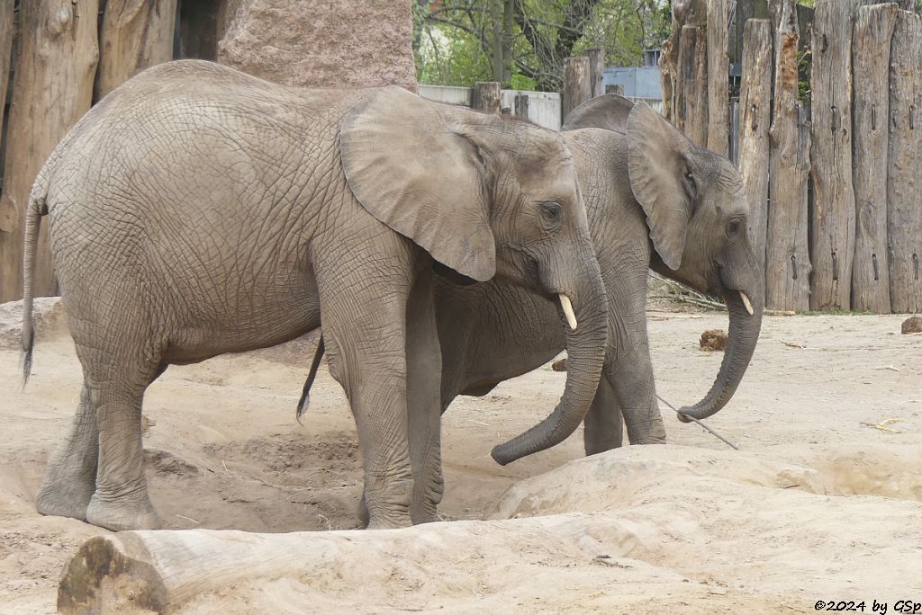 Elefanten Zoo Halle: TAMIKA, ELANI