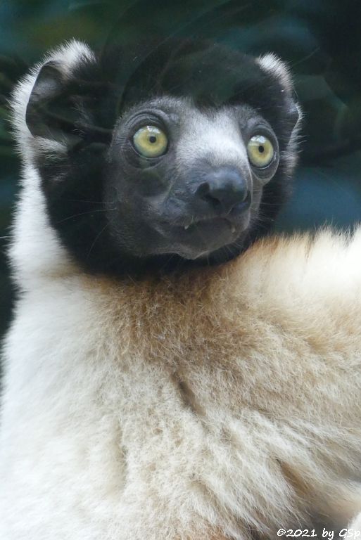 Kronensifaka