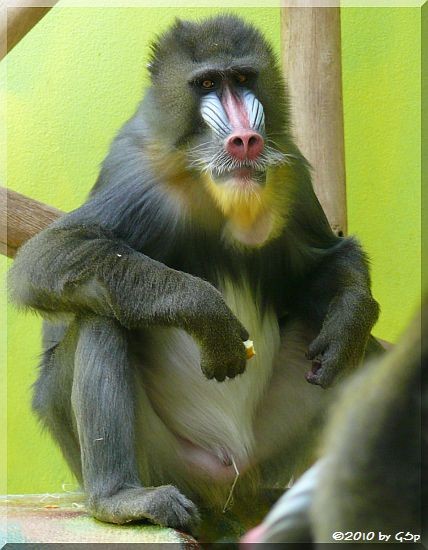 Mandrill