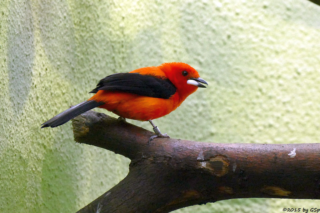 Purpurtangare (Brasiltangare)