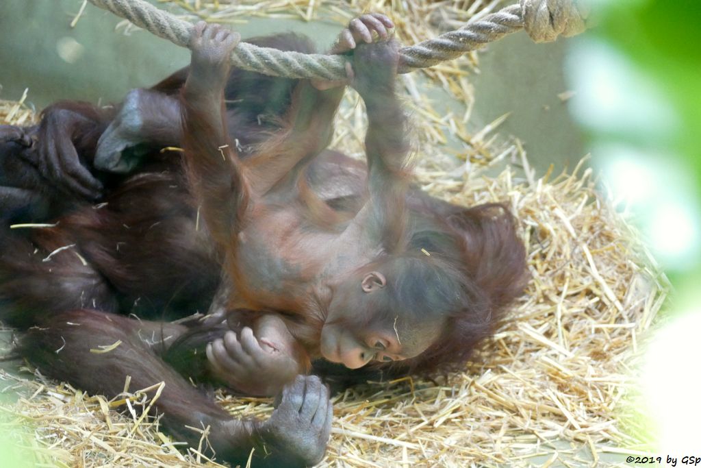 Borneo-Orang-Utan