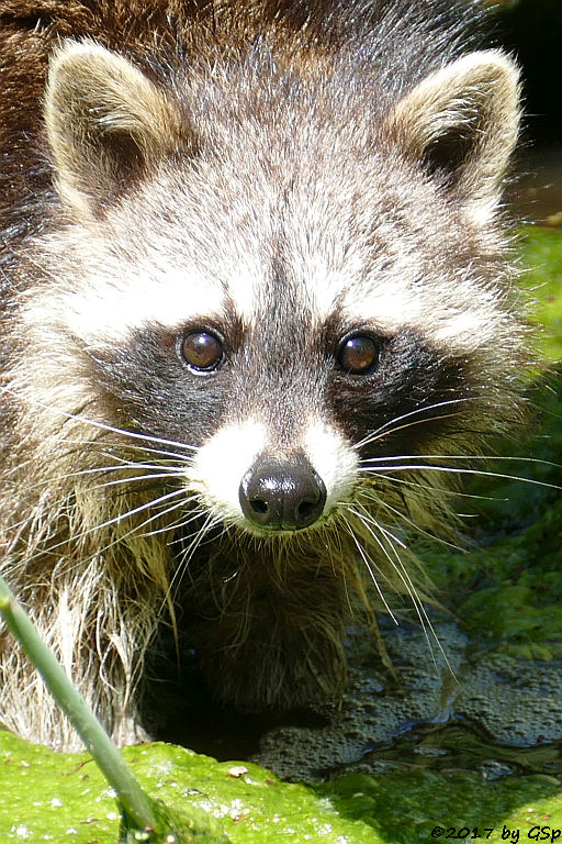 Nordamerikanischer Waschbär