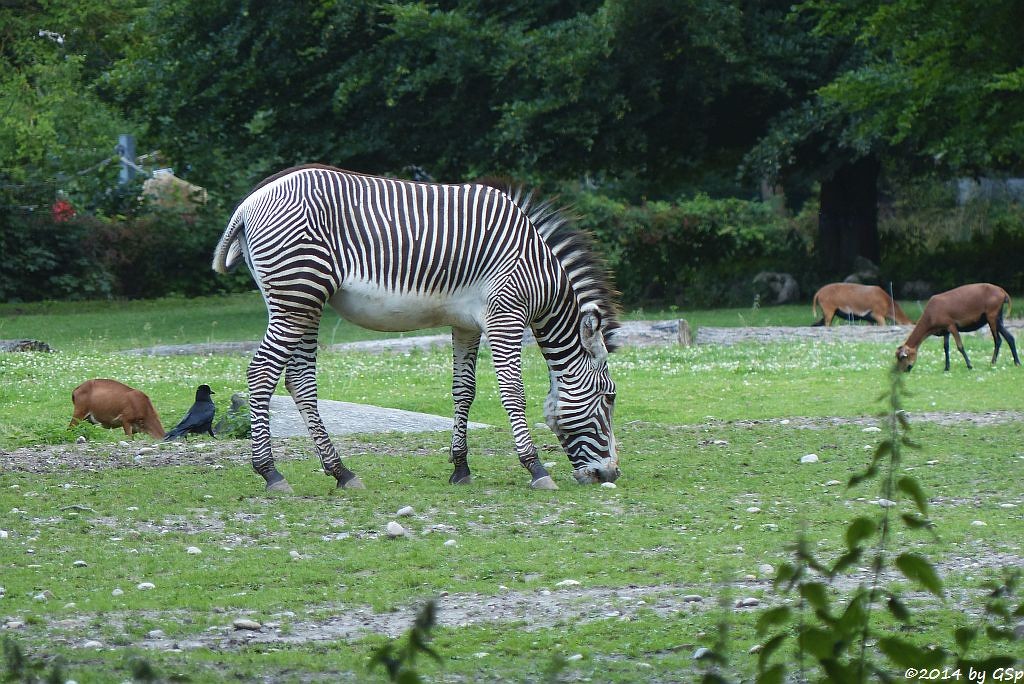 Grévy-Zebra, Kamerunschaf