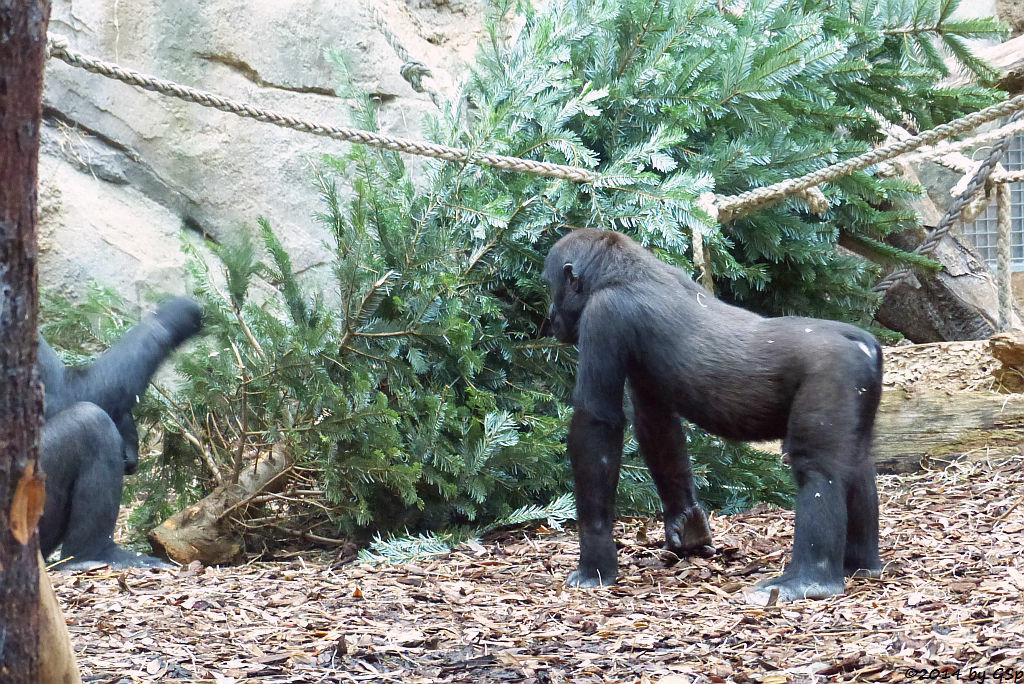 Flachlandgorilla QUEMBO