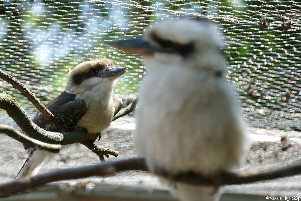 Jägerliest (Lachender Hans, Kookaburra)