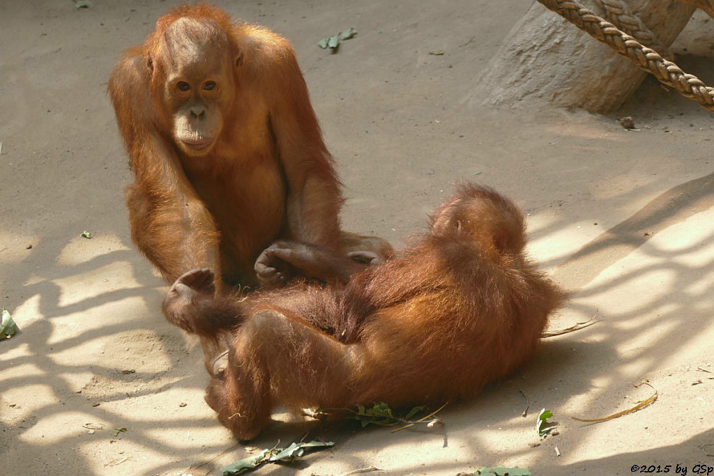 Sumatra-Orang-Utan