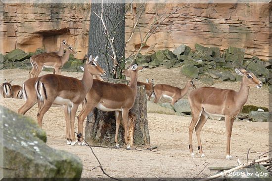  Impala