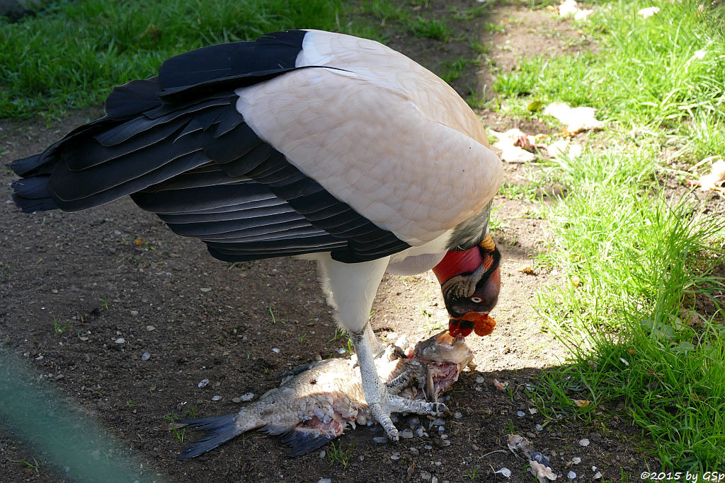 Königsgeier