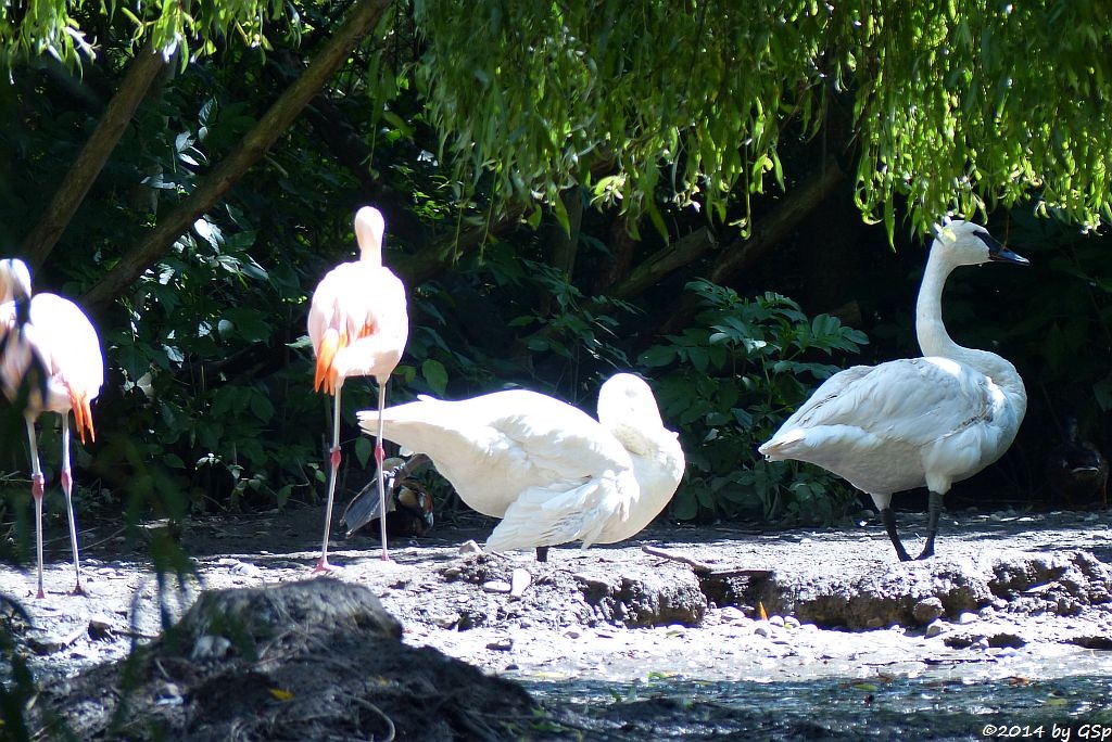 Chileflamingo, Trompeterschwan