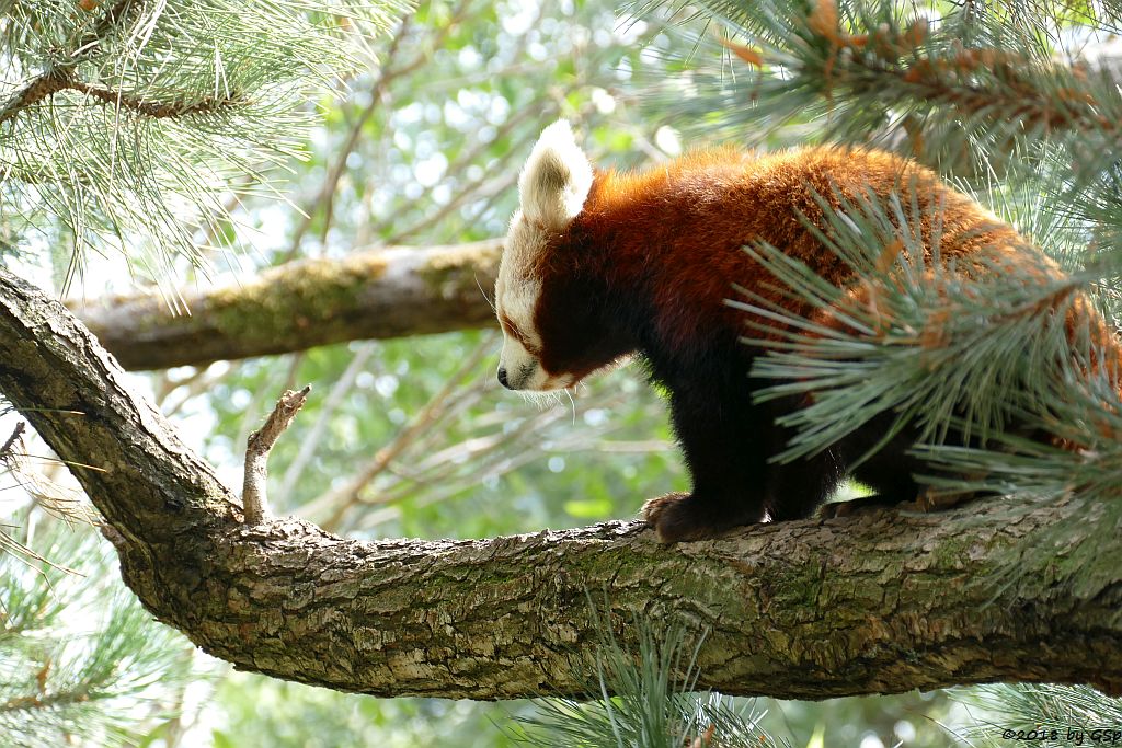 Westlicher Kleiner Panda (Westlicher Katzenbär, Nepalesischer Roter Panda)