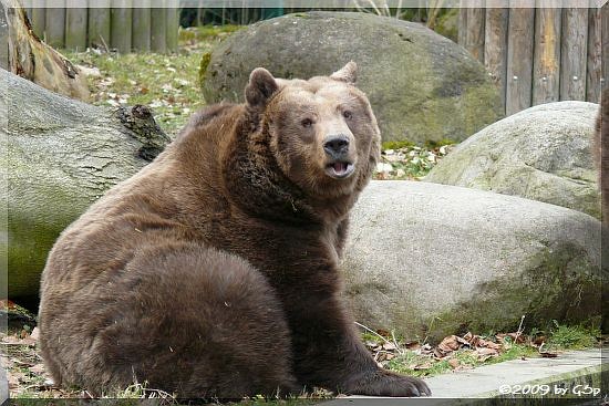 Braunbär