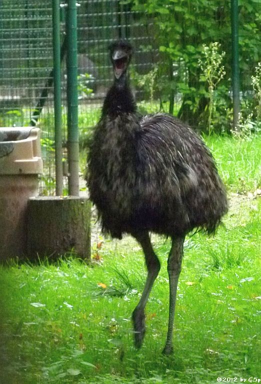 Emu