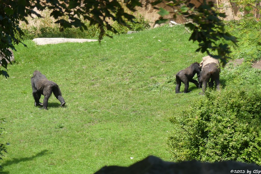 Westlicher Flachlandgorilla