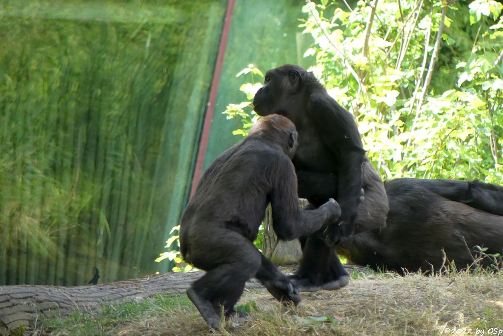 Westlicher Flachlandgorilla