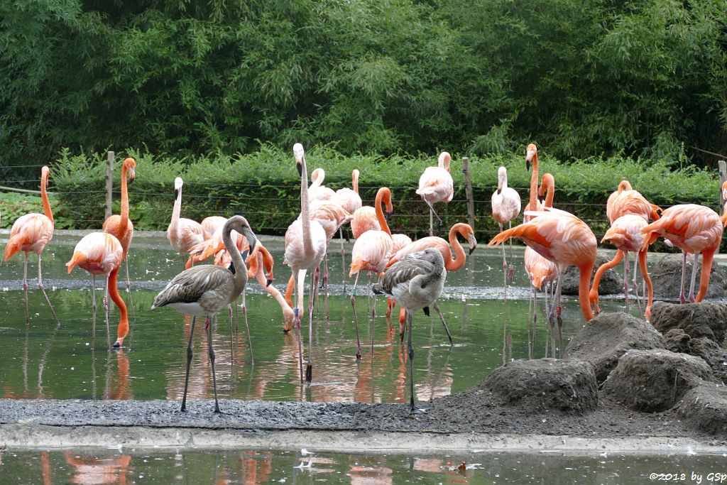 Kubaflamingo (Karibischer Flamingo, Roter Flamingo)