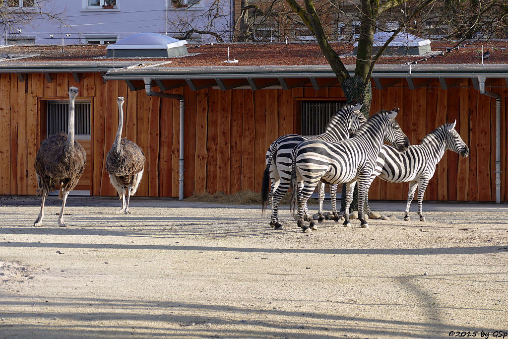 Blauhalsstrauß, Böhm-Steppenzebra (Granz-Zebra)