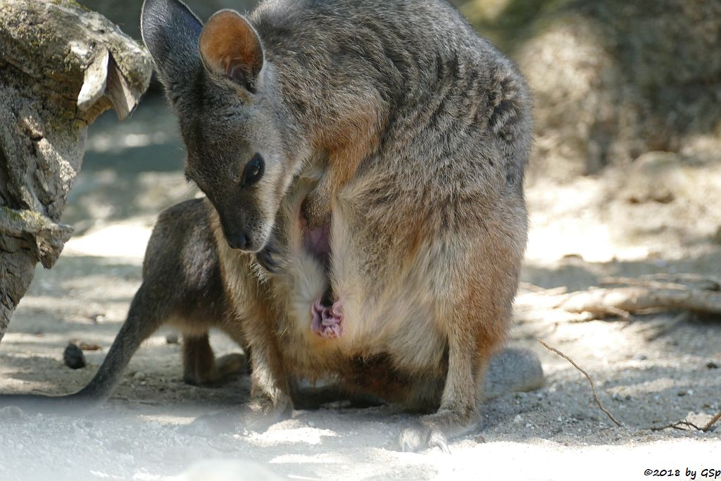 Tammarwallaby (Derbywallaby, Damakänguru)