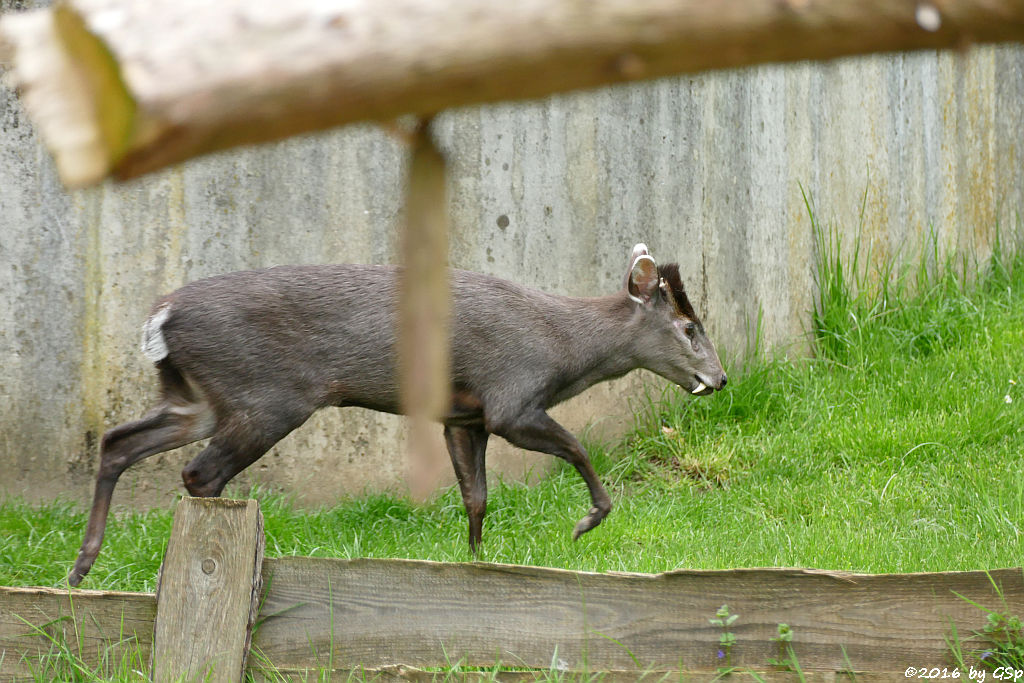 Schopfhirsch