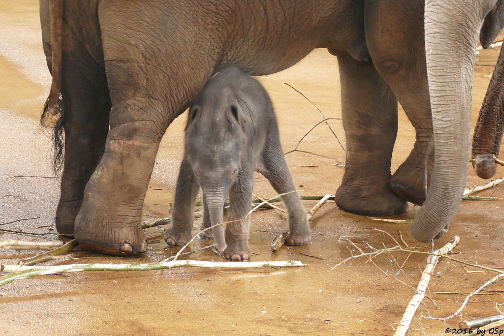 SHU THU ZAR, LA MIN KYAW, LAONGDAW