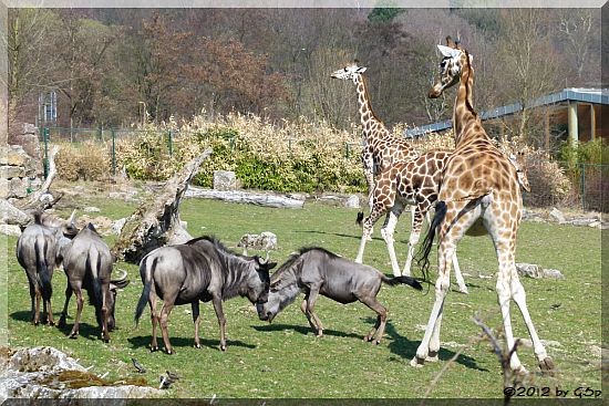 Streifengnu, Rothschildgiraffe