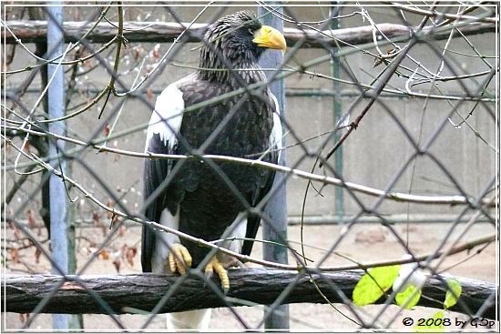 Riesen-Seeadler