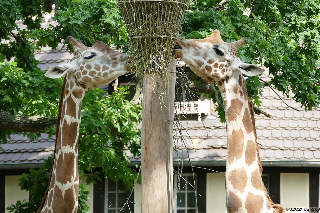Netzgiraffe, Rothschildgiraffe (Uganda-Giraffe, Baringo-Giraffe)