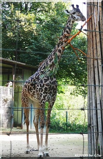 Massai-Giraffe