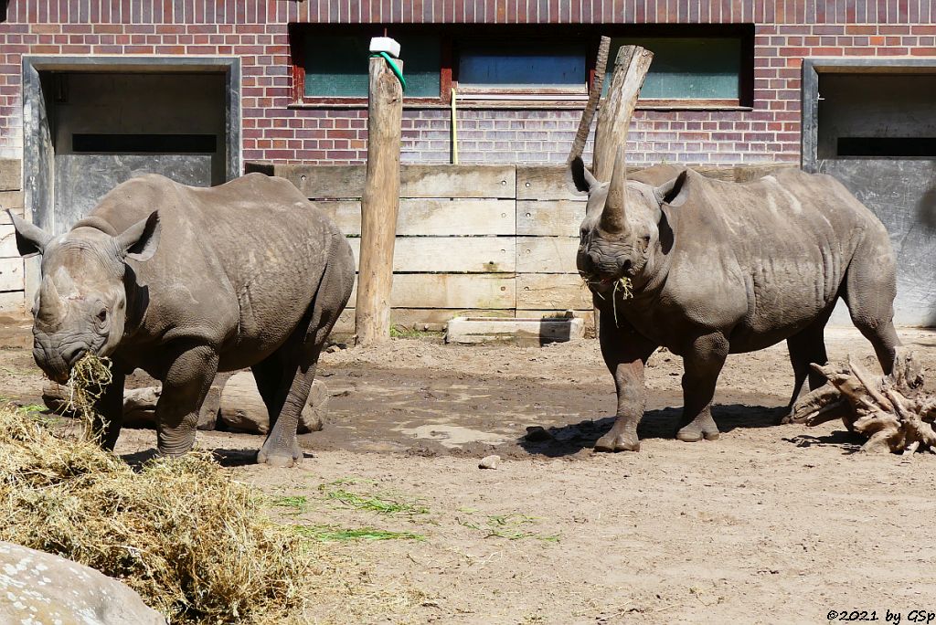 Spitzmaulnashorn MABURI mit Tochter MAISHA, geb. 22.9.18