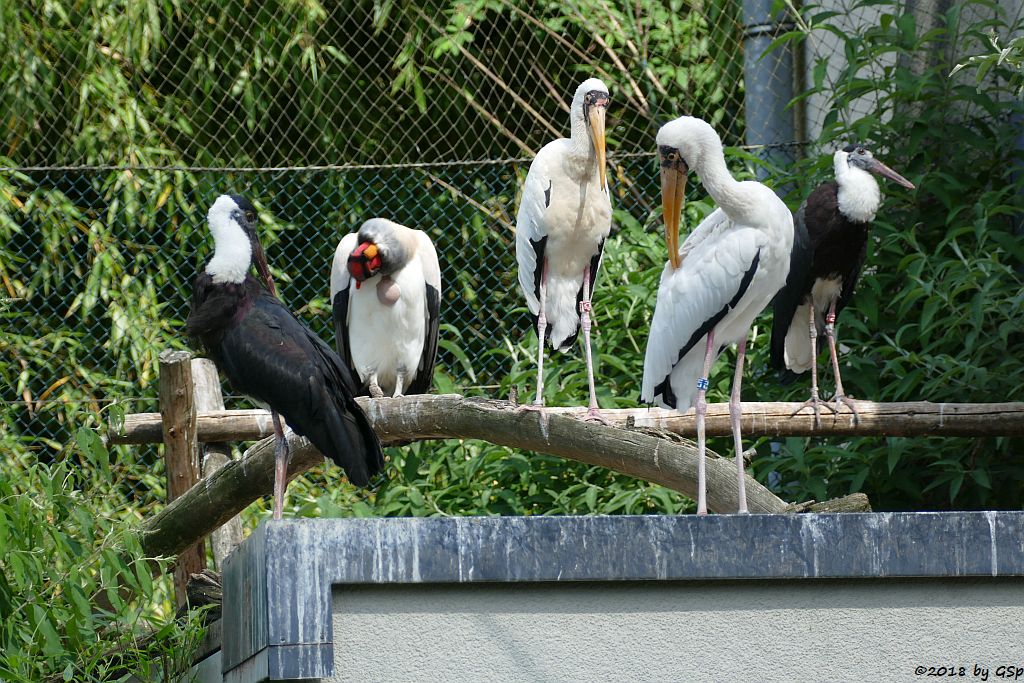 Asiatischer Wolhalsstorch, Königsgeier, Milchstorch