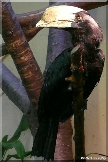 Malaien-Hornvogel