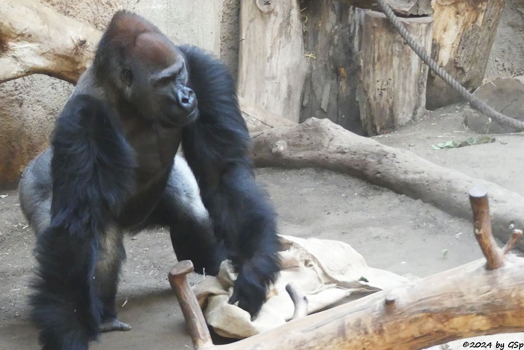 Westlicher Flachlandgorilla