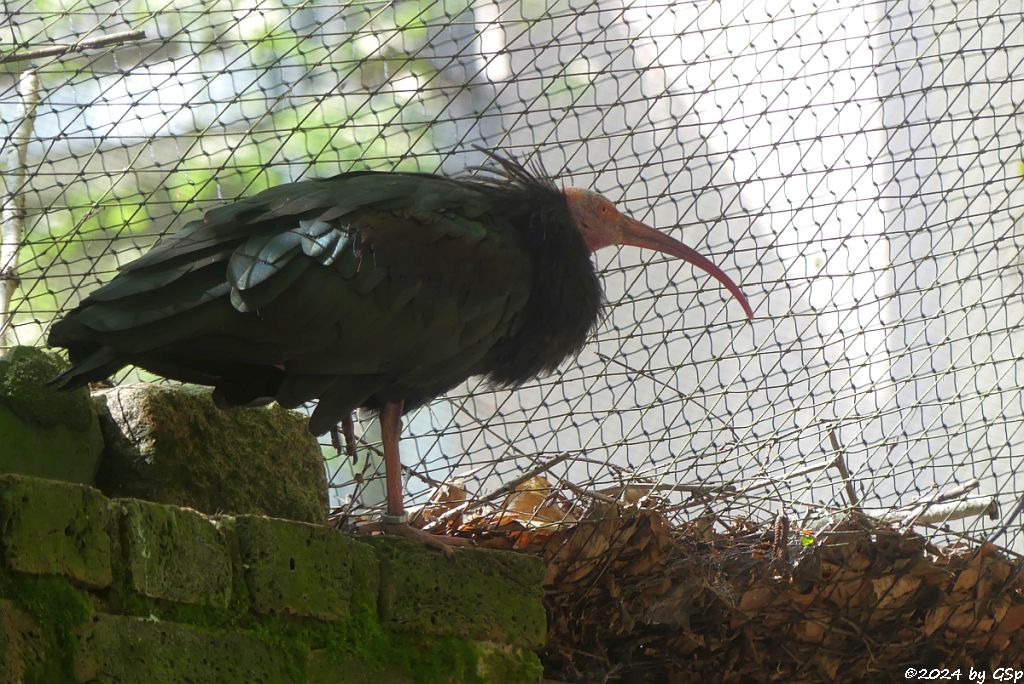 Waldrapp
