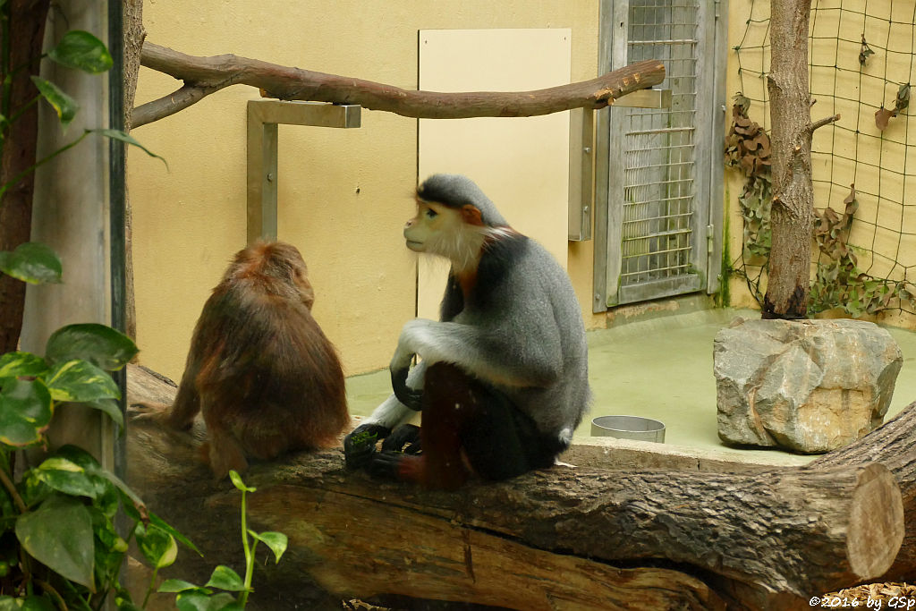 Schwarzer Haubenlangur (Javanischer Kappenlangur, Budeng), Rotschenkel-Kleideraffe