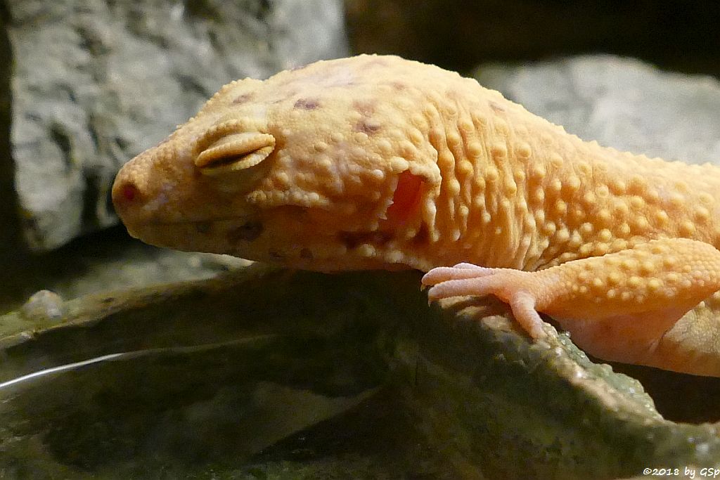 Leopardgecko (Pakistanischer Fettschwanzgecko)