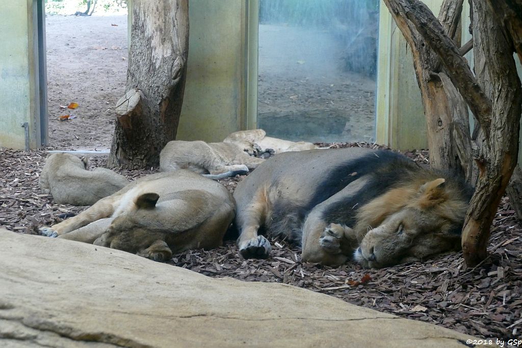 Asiatischer (Indischer) Löwe ZARINA, KUMAR, MIRA, YARO und KIRON