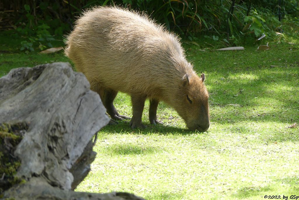 Wasserschwein (Capybara)