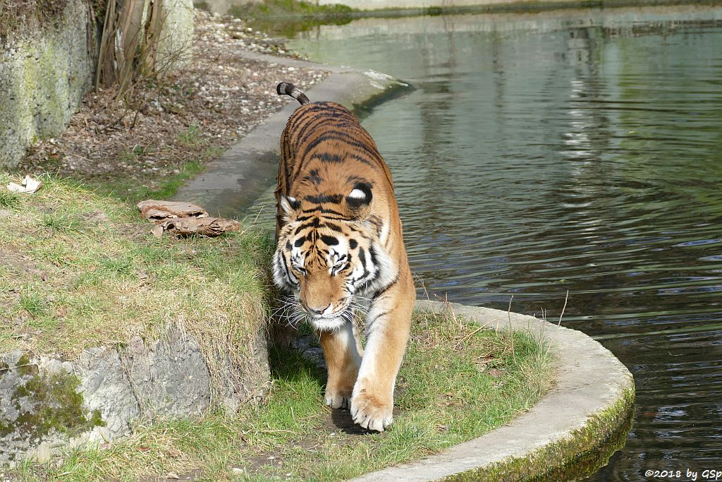 Amurtiger (Sibirischer Tiger, Mandschu-Tiger) JEGOR