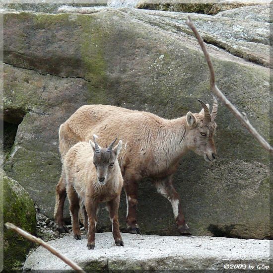 Alpensteinbock