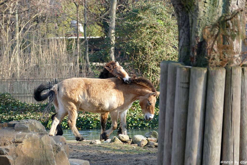 Przewalskipferd (Przewalski-Urwildpferd, Asiatisches Wildpferd)