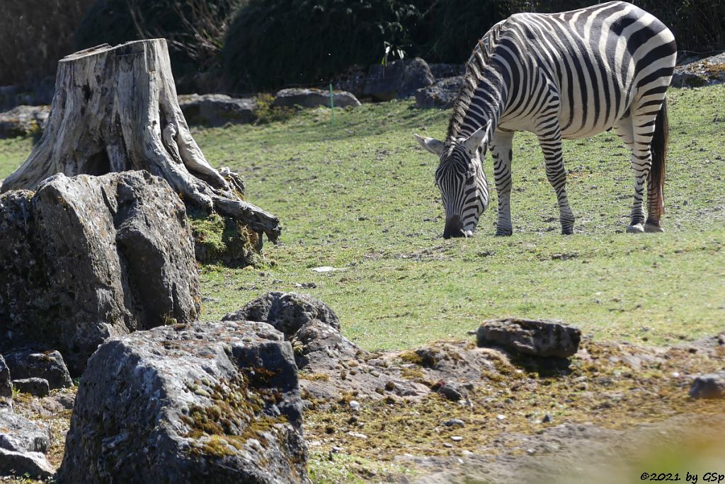 Böhm-Steppenzebra (Grant-Zebra)