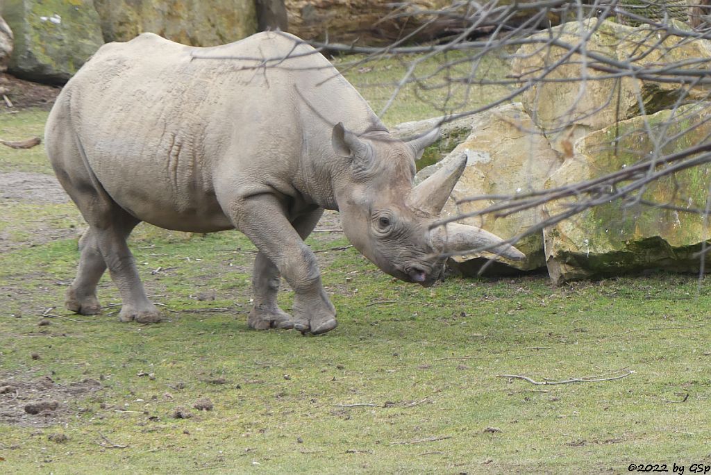 Ostafrikanisches Spitzmaulnashorn (Östliches Spitzmaulnashorn) SABA