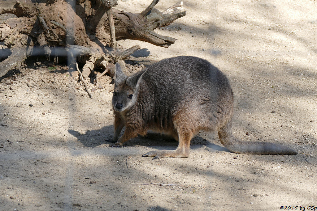 Tammarwallaby