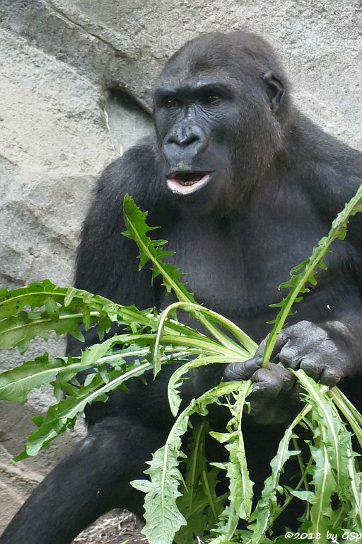 Flachlandgorilla QUEMBO