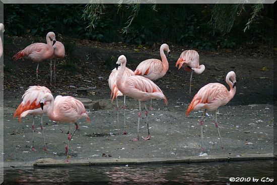 Chileflamingo