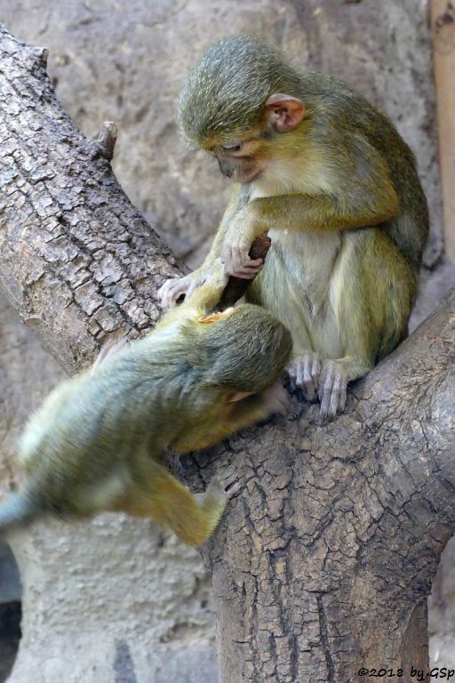 Nördliche Zwergmeerkatze (Gabun-Zwergmeerkatze)