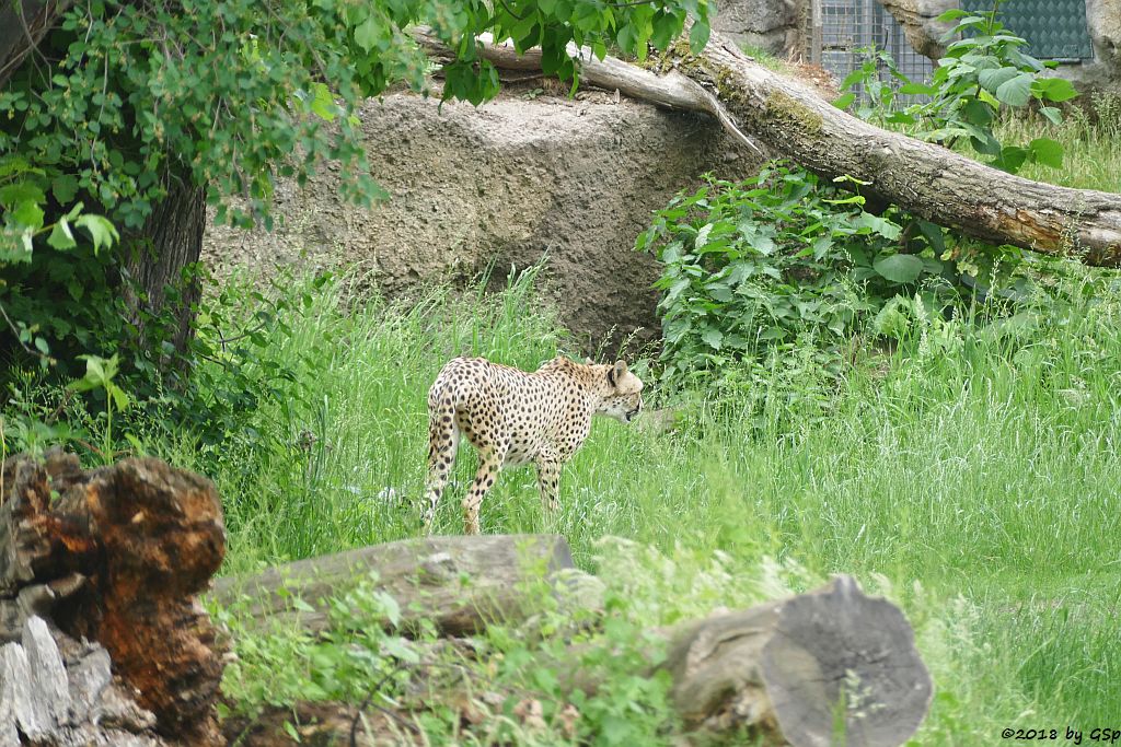 Südafrikanischer Gepard