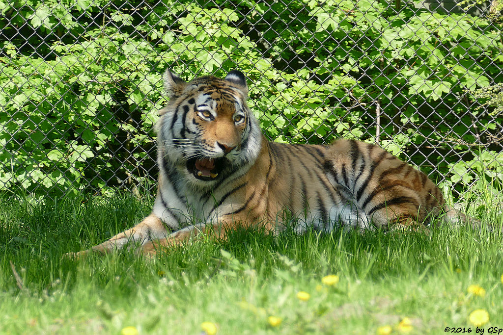 Sibirische Tigerin MARUSCHKA