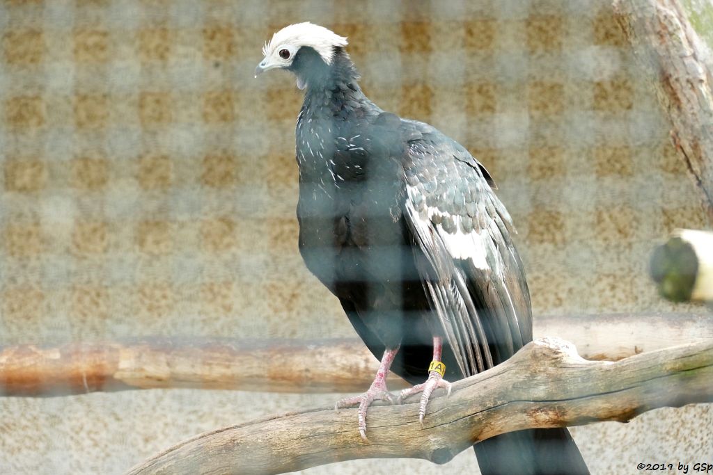 Venezuela-Blaukehlguan (Venezuela-Blaukehl-Schakutinga)