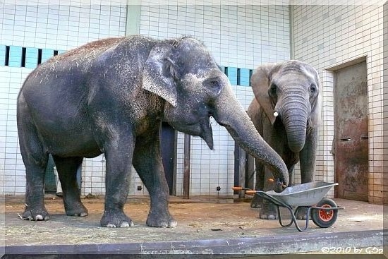 Asiatischer Elefant BIRMA und Afrikanischer Elefant MWANA